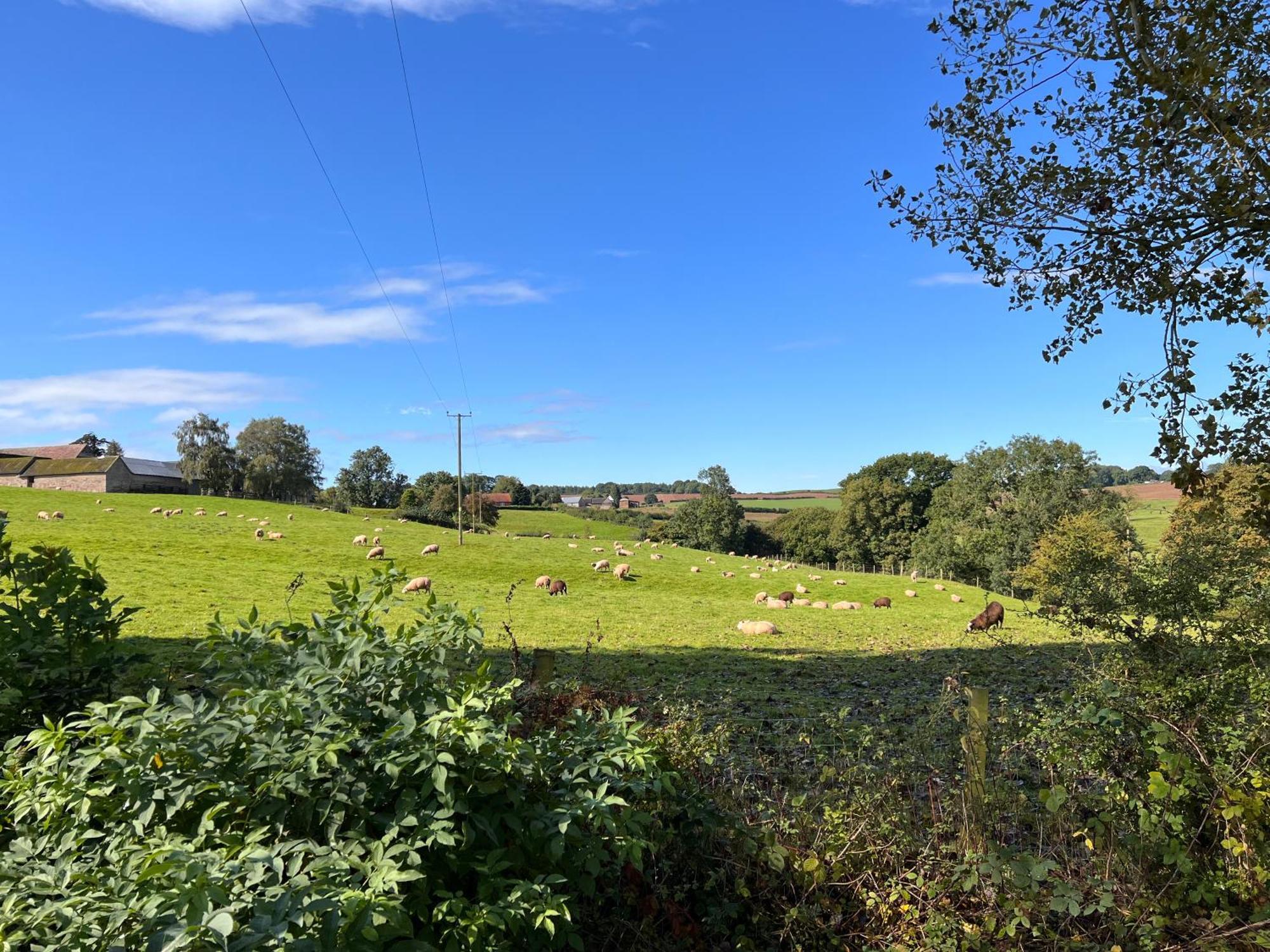 Beautiful Cabins In Herefordshire Countryside Dış mekan fotoğraf